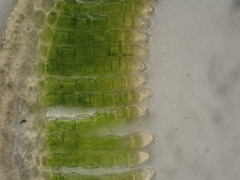 Polytrichastrum septentrionale