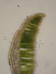 Polytrichastrum septentrionale