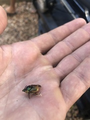 Proagoderus loricatus