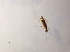 Malthinus seriepunctatus