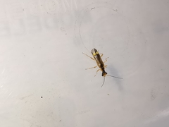 Malthinus seriepunctatus