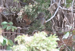 Mycerobas carnipes