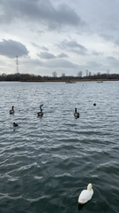 Branta canadensis