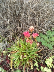 Armeria pseudarmeria