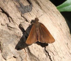 Ancistroides nigrita