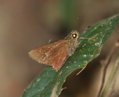 Caltoris brunnea