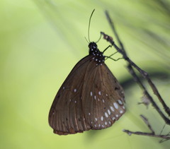 Euploea modesta