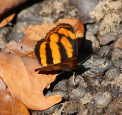 Pantoporia