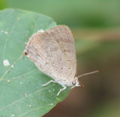 Arhopala atrax