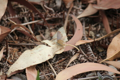 Polyommatini