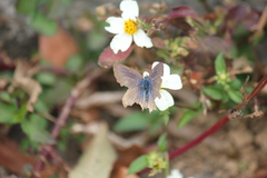 Polyommatini
