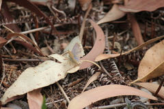 Polyommatini