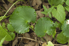 Micranthes manchuriensis