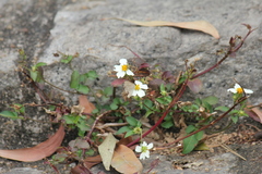 Polyommatini