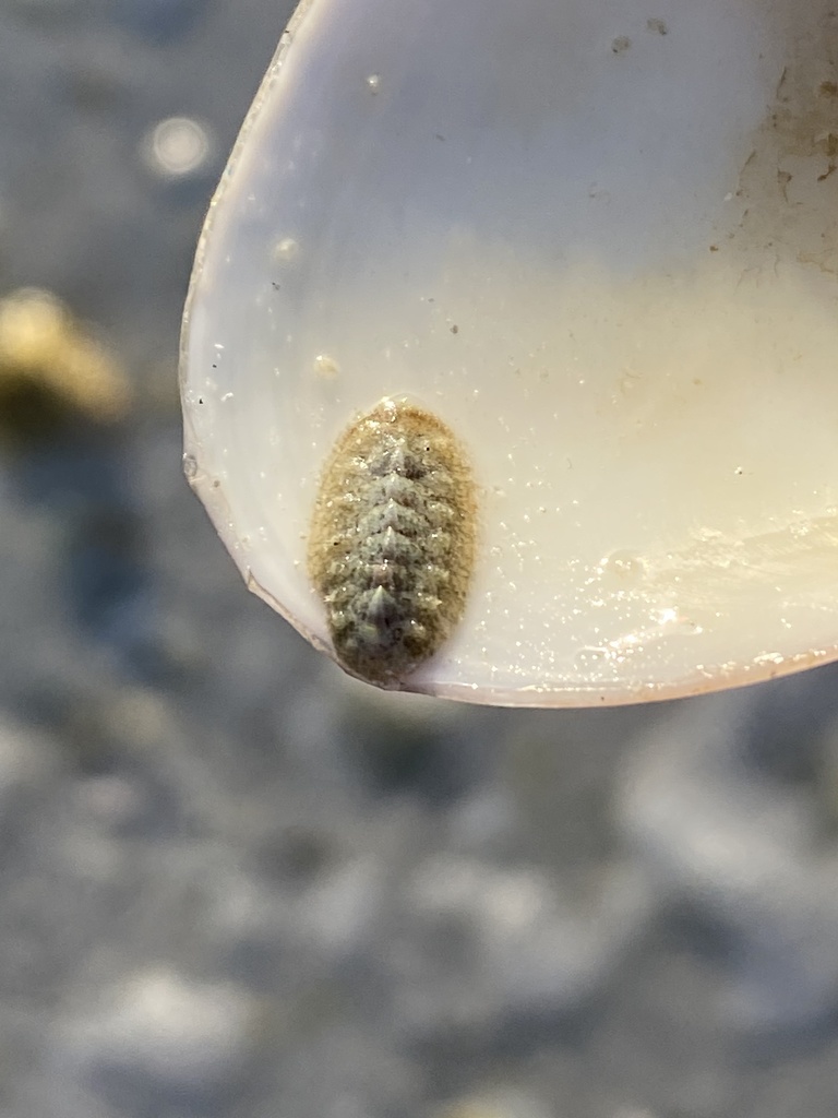Striate Glass-hair Chiton