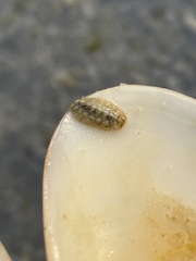 Acanthochitona pygmaea