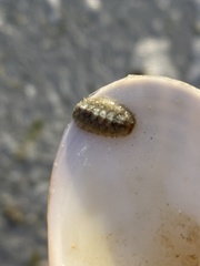 Acanthochitona pygmaea