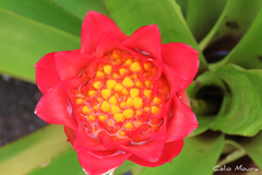 Canistrum aurantiacum