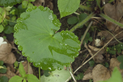 Micranthes manchuriensis