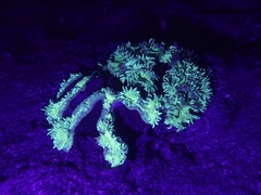 Catalaphyllia jardinei