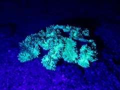 Catalaphyllia jardinei