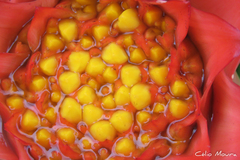 Canistrum aurantiacum