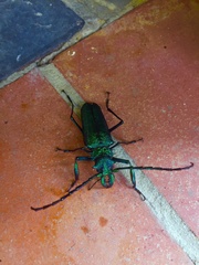 Psalidognathus friendii