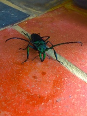 Psalidognathus friendii