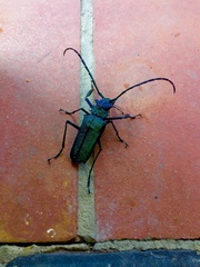 Psalidognathus friendii