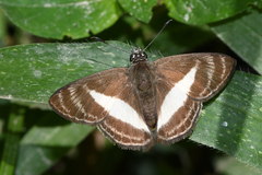 Sophista plinius
