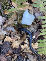 Plethodon chattahoochee
