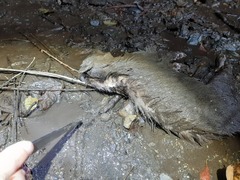 Melogale subaurantiaca