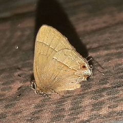 Arzecla tucumanensis