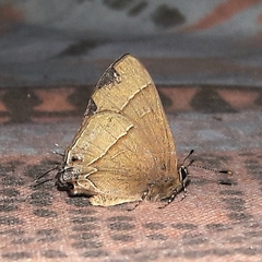 Arzecla tucumanensis