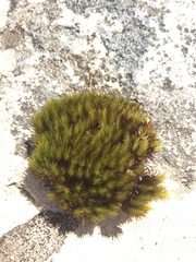 Campylopus atroluteus