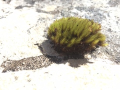 Campylopus atroluteus