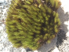 Campylopus atroluteus