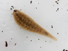 Glossiphonia complanata