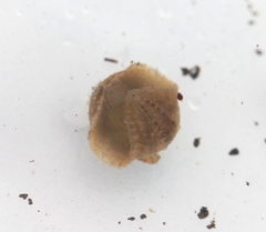 Glossiphonia complanata