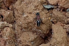 Pseudomethoca gounellei