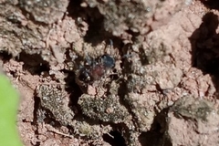 Pseudomethoca gounellei