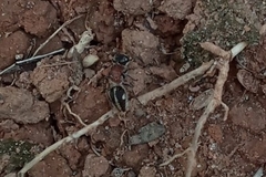 Pseudomethoca gounellei