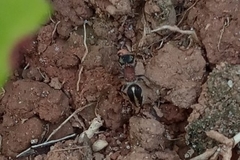 Pseudomethoca gounellei