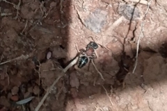 Pseudomethoca gounellei