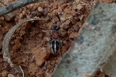 Pseudomethoca gounellei