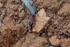 Pseudomethoca gounellei