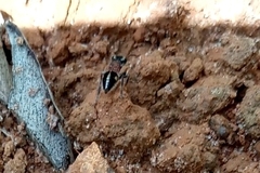 Pseudomethoca gounellei