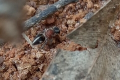 Pseudomethoca gounellei