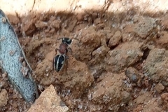 Pseudomethoca gounellei