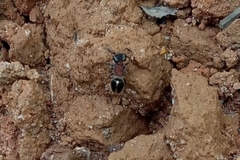 Pseudomethoca gounellei